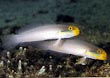Golden Head Sleeper Goby